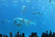 The National Aquarium Abu Dhabi