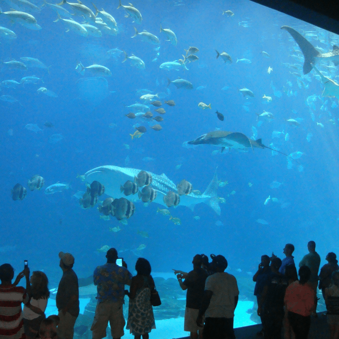 Aquarium Nàiseanta Abu Dhabi