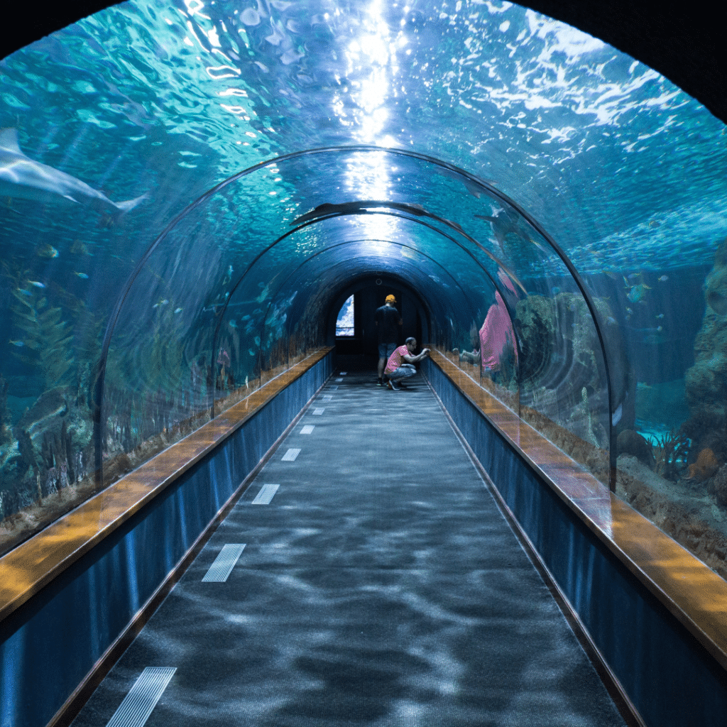 The National Aquarium Abu Dhabi - VooTours Tourism