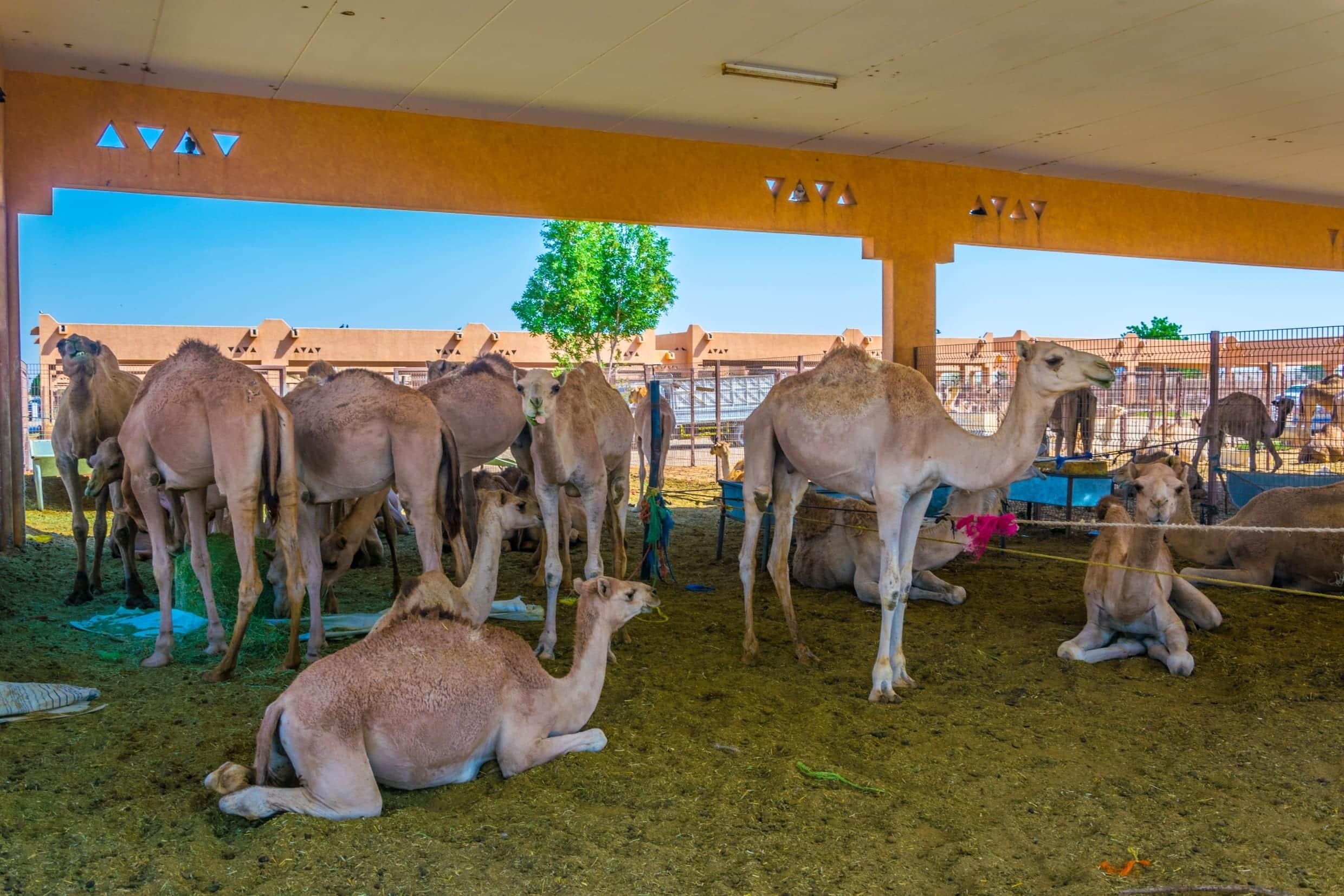 AL AIN CAMEL MARKET