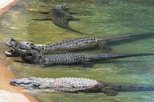 Dubai Crocodile Park