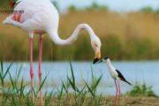 A flamingo gently interacting with a smaller bird near the water.