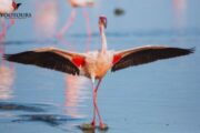 Flamingo spreading its wings on a calm water surface.