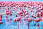 A colorful flock of flamingos in a tranquil lagoon.