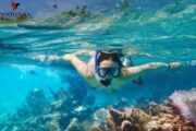 Solo snorkeler exploring coral reefs in Fujairah's waters