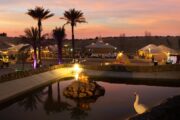 A beautiful desert oasis with a pond, palm trees, and a swan, illuminated by sunset hues.