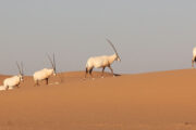 Oryx Herd on Desert Dunes