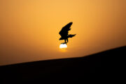 Silhouette of a falcon in flight against the setting sun