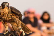 A falcon perched on a glove with an audience in the background