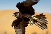 A falcon in mid-flight over golden desert dunes.