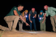 Visitors exploring desert plants during a night safari