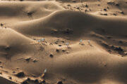 A small herd of Arabian Oryx wandering across golden sand dunes.