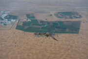 A herd of Arabian Oryx roaming the Dubai desert.