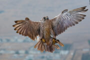 Falcon perched on a handler's glove in a hot air balloon.