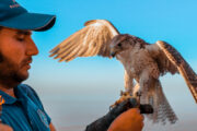 A professional falcon trainer holding a falcon with its wings spread.