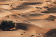 An Arabian Oryx standing alone in the golden sand dunes of the desert.