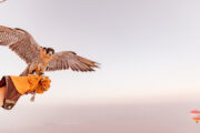 A falcon spreading its wings on a handler’s gloved hand in a hot air balloon.