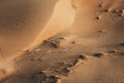 Aerial view of golden sand dunes with rippling patterns and animal tracks.