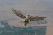 A falcon soaring over the vast desert landscape with a bird’s-eye view.