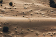 Arabian oryx roaming the sand dunes in Dubai’s desert.