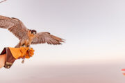 A falcon taking flight from a gloved hand during a hot air balloon experience in Dubai.