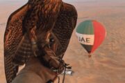 A couple interacts with a falcon in the desert with a hot air balloon in the background.