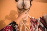 Close-up of a friendly camel’s face being gently petted by two people.