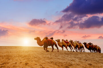 A line of camels walking in the desert at sunrise, against a colorful sky.