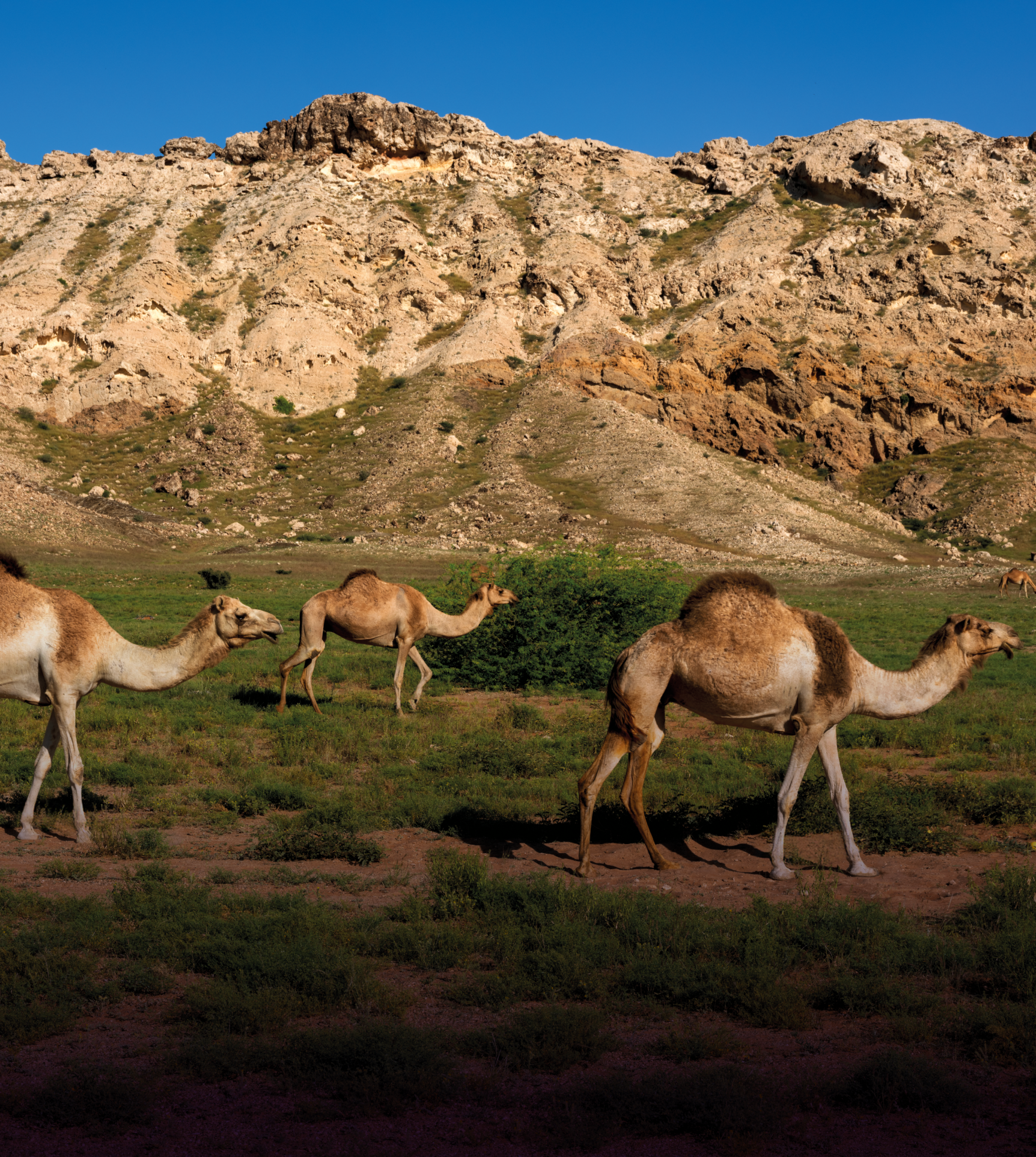 A small herd of camels grazing against a rocky desert backdrop under a clear blue sky.