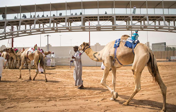 Camel racing at Al Wathba Camel Race Track in Abu Dhabi