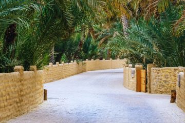 Al Ain Oasis walkway surrounded by palm trees
