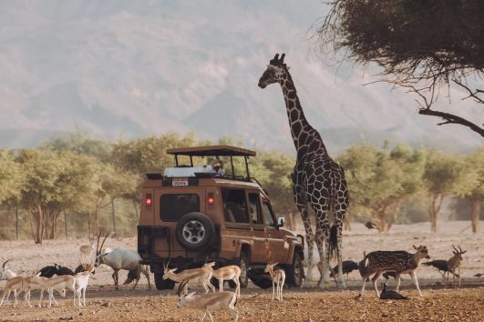 Veicolo per safari naturalistici circondato da giraffe e orici arabi nella riserva naturale Sir Bani Yas di Abu Dhabi