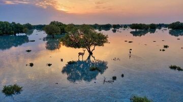Deer standing near mangrove trees at sunset in Jubail Island mangrove wetlands Abu Dhabi