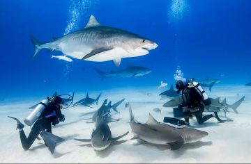 scuba divers underwater with tiger shark and multiple sharks