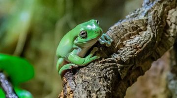 green tree frog sitting on branch in aquarium habitat