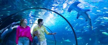 family walking through aquarium tunnel with sharks swimming overhead
