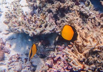 A pop of color in the underwater world