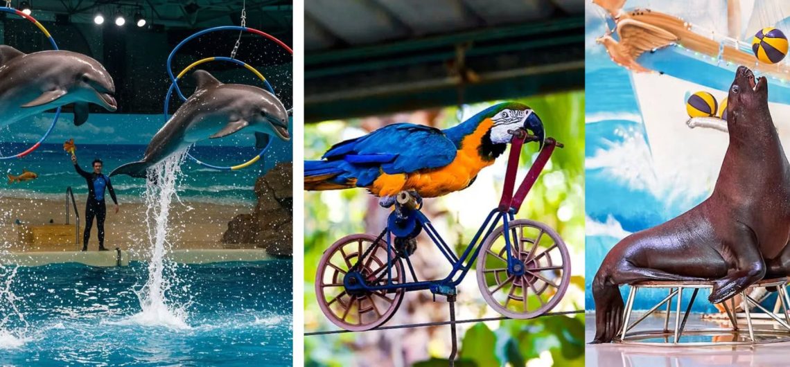 dolphins jumping through hoops, parrot on bicycle and sea lion balancing ball at Dubai Dolphinarium
