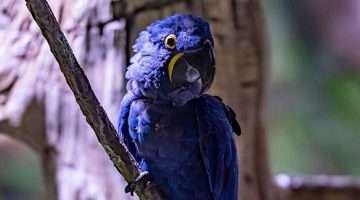 blue macaw parrot perched on branch close-up