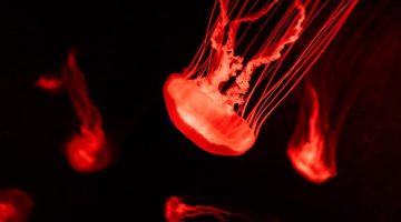 red glowing jellyfish floating in dark aquarium exhibit