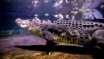 giant crocodile swimming underwater King Croc Dubai Aquarium