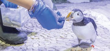 staff feeding penguin at aquarium interactive animal experience