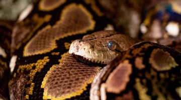 close-up of patterned snake coiled in reptile exhibit