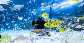 scuba diver inside giant shark jaw exhibit underwater aquarium