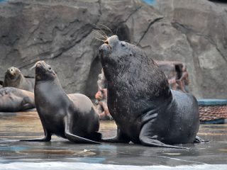 sea lions performing on stage in aquarium show