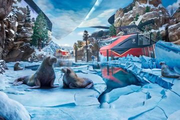 walrus resting in icy habitat at SeaWorld Abu Dhabi