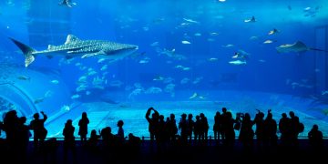 visitors watching whale shark and marine life inside SeaWorld Abu Dhabi aquarium