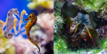 seahorse and mantis shrimp in detailed aquarium close-up
