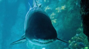 close-up of shark swimming toward camera aquarium
