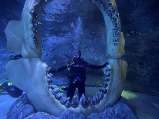 diver interacting with fish and shark inside aquarium tank Abu Dhabi